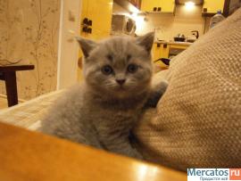 Плюшевые медвежата;) 7