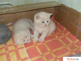 Британский котенок