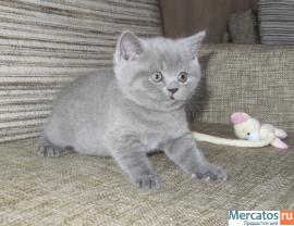Продаются британские котята от чемпиона мира 2