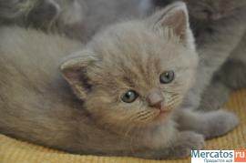 Продам БРИТАНСКИХ ЛИЛОВЫХ КОТЯТ 4