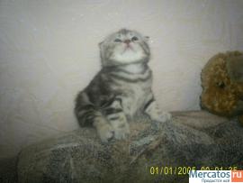 шотландские вислоухие котята 2