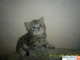 шотландские вислоухие котята 4