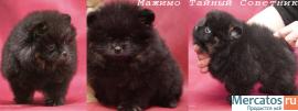 Немецкие миниатюрные Шпицы 2