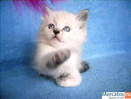 Котята невские маскарадные 2