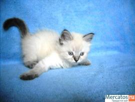 Котята невские маскарадные 3