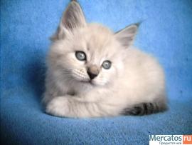 продаются котята невские маскарадные