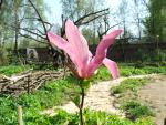 Саженцы редких деревьев и кустов для сада
