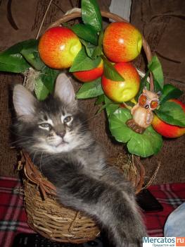 Котята мейн куна