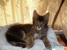 Котята мейн куна 2