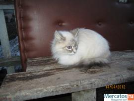 Кошка сибирская колорпойнт ищет добрых хозяев 4