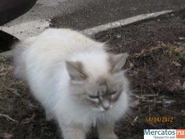 Кошка сибирская колорпойнт ищет добрых хозяев 5