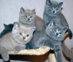 Британские котята c родословной