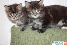 Продажа котят мейн кунов 2