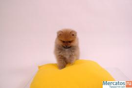 Продются щенки померанского миниатюрного шпица 2