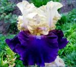 ирисы ТВ "Boysenberry Buttercup"(Lauer'1997)