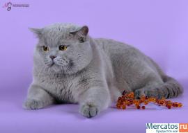 Британские котята 2