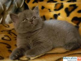 Британские котята