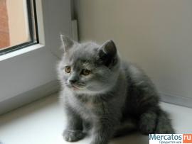 Британские котята 3