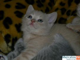 Британские котята 4