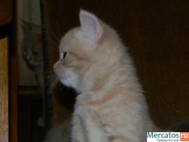 Британские котята 5