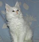 Котята Мейн-кун питомник