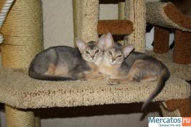 Абиссинские котята 3