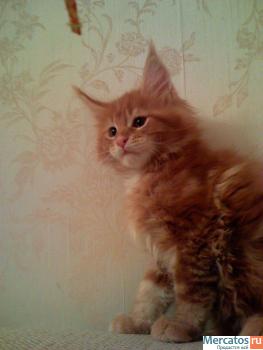 Шикарный клубный котенок 2