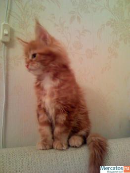 Шикарный клубный котенок 3