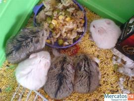 Продам хомячков джунгарских
