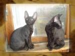 Котята корниш рекс