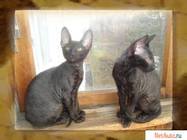 Котята корниш рекс
