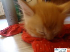 Срочно Котята!!!!!!! 2