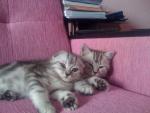 Котята - медвежата. Страйтик и фолдик.
