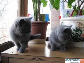 Британские котята 4