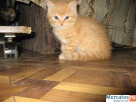 Британские котята 5