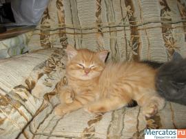 Британские котята 6