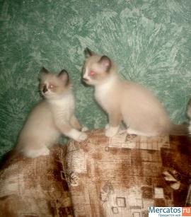 Продаются очаровательные котята! 2