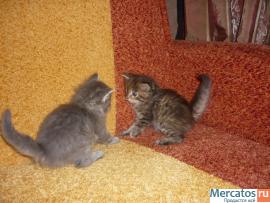 Отдам бесплатно кошечку сибирскую 2