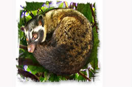 Копи Лювак Kopi Luwak самый дорогой кофе продаю 2