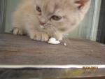 персидские котята