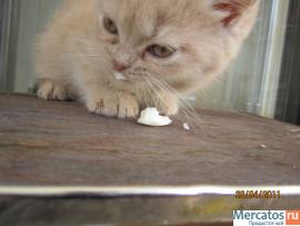персидские котята