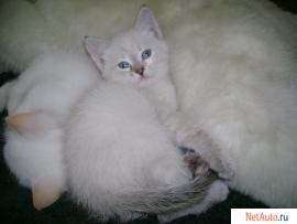 Голубоглазые котята 2 кота и 5 кошек