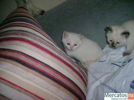 Голубоглазые котята 2 кота и 5 кошек 3