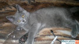 Британские котята 4