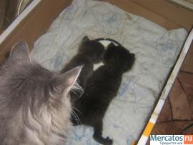 Отдадим в добрые руки котят, 2 девочки, 1 месяц 2
