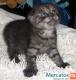 Шотландская вислоухая кошечка