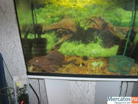 ПАРЧЁВЫЙ ПТЕРИГОПЛИХТ 2