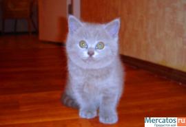 шотландские вислоухие и прямоухие котята