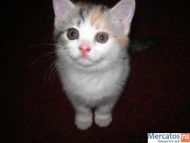 Продам.Кошечка скоттиш-страйт