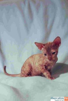 Котята корниш рекс 4